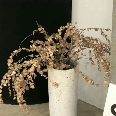 兽设物种设计灵感FurryQQ群